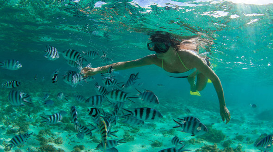 Benitier Island & Dolphins