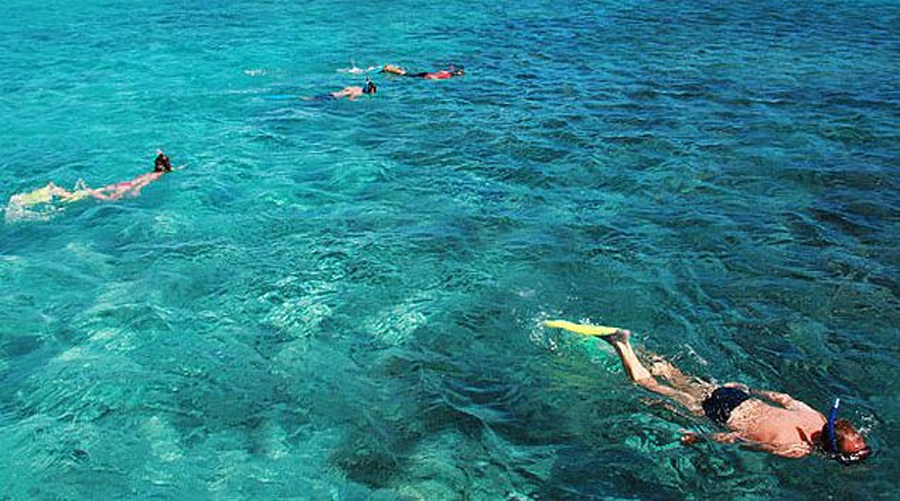 Benitier Island & Dolphins