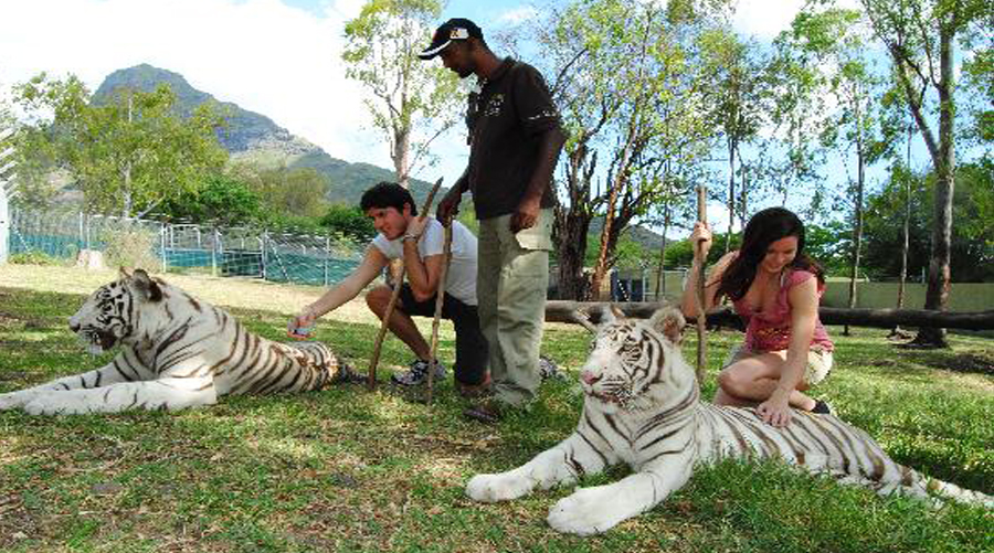 Walk & Interaction With Lion Tigers Rhino Cheeta Cubs