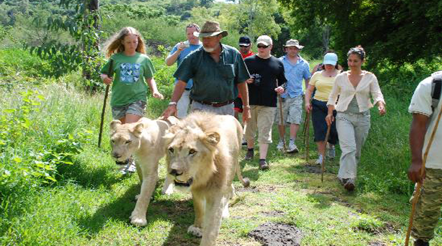 Walk & Interaction With Lion Tigers Rhino Cheeta Cubs