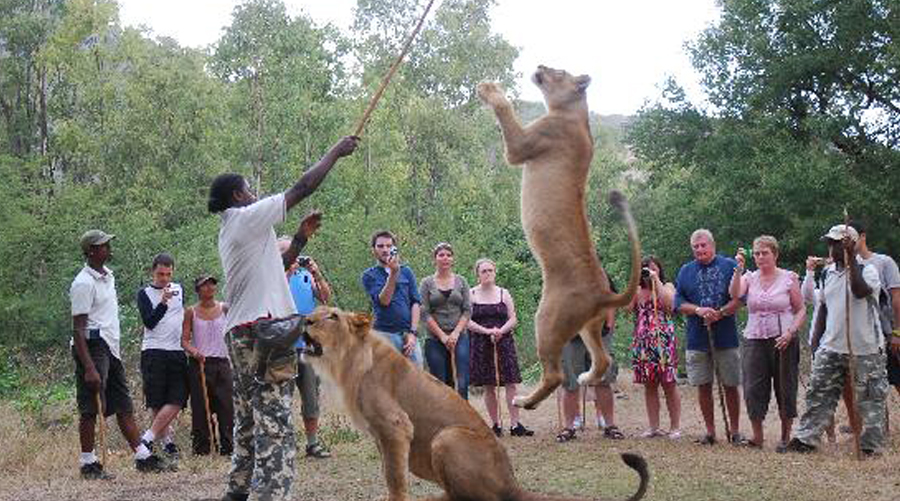 Walk & Interaction With Lion Tigers Rhino Cheeta Cubs